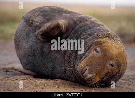 Grau Seal (Halichoerus grypus) Bulle, die bei Ebbe an der Oberküste in Lincolnshire, England, im November 1998 gezogen wurde Stockfoto