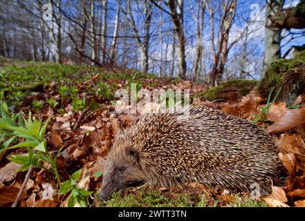 Igel (Erinaceus europaeus) im Laubwald im Frühjahr, Berwickshire, Schottland, April 1997 Stockfoto