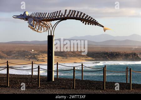 Cuvier's Schnabelwal Skelett (Ziphius cavirostris), El Cotillo, Fuerteventura, Kanarische Inseln, Spanien. Stockfoto