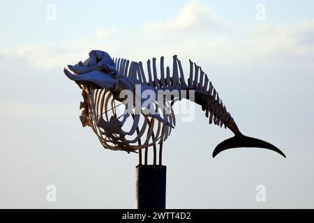 Cuvier's Schnabelwal Skelett (Ziphius cavirostris), El Cotillo, Fuerteventura, Kanarische Inseln, Spanien. Stockfoto