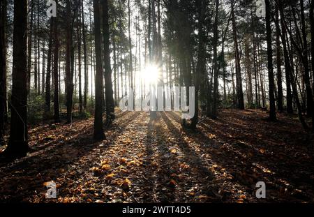 Winterwald, holt Country Park, norfolk, england Stockfoto