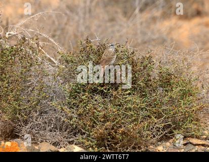 Berthelot’s Pipit Anthus berthelotii, El Cotillo, El Cotillo, Fuerteventura, Kanarische Inseln, Spanien. Stockfoto