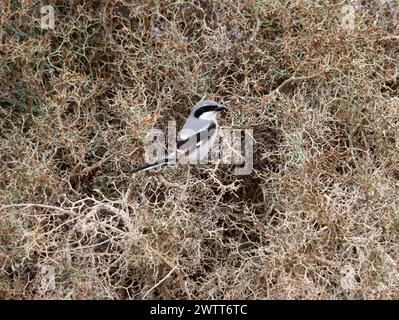 Südliche Graukrabbe Lanius meridionalis, El Cotillo, Fuerteventura, Kanarische Inseln, Spanien. Stockfoto