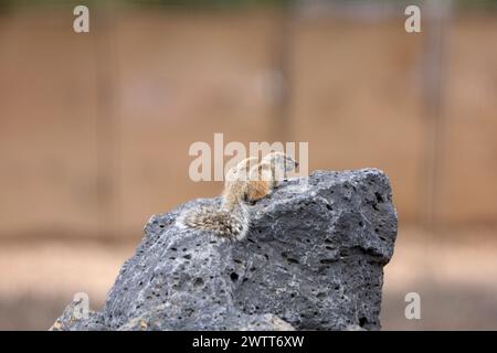 Barbary Ground Eichhörnchen Atlantoxerus getulus, ElCotillo, Fuerteventure, Kanarische Inseln, Spanien. Stockfoto