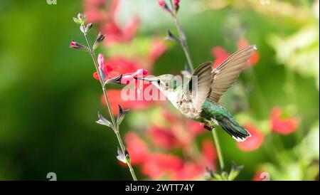 Nahaufnahme eines rubinhaltigen Kolibri im Flug und Fütterung aus Nektar einer blühenden Salbeipflanze. Quebec, Kanada Stockfoto