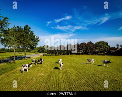 Kühe grasen auf einer üppigen grünen Weide unter einem klaren blauen Himmel Stockfoto