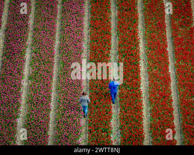 Blumenzwiebelfelder in Blüte. Luftaufnahme zur Arbeitsprüfung an den Zwiebeln Stockfoto