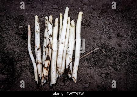 Frisch geernteter weißer Spargel auf dunklem Boden Stockfoto