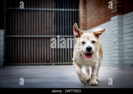 Glücklicher Hund, der die Straße runtertrabt Stockfoto