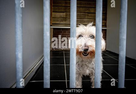 Ein süßer Hund, der in einem Zwinger steht und durch die Bars schaut Stockfoto