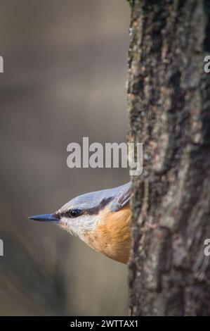 Der gewöhnliche Vogel Sitta europaea, auch eurasischer Nackthaar genannt, kriecht auf dem Baum. Nahaufnahme Porträt. Isoliert auf unscharfem Hintergrund. Stockfoto