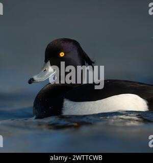 Leuchtende gelbe Augen... Reiherente * Aythya fuligula *, Männchen im frischen Prachtkleid, zeitiges Frühjahr, violett schimmerndes schwarz-weißes Gefieder, blauer Schnabel mit schwarzer Spitze, relativ häufig heimische Wildente *** schöne getuftete Ente Aythya fuligula , in der Nähe, erwachsener Männchen im Zuchtkleid, hellgelbe Augen, blauer Schnabel mit schwarzer Spitze, lila schimmerndes schwarz-weißes Gefieder, einheimisch, häufig, wild lebende Tiere, Europa. Nordrhein-Westfalen Deutschland, Europa Stockfoto