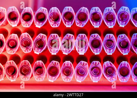 Reihen von leuchtend farbigen Reagenzgläsern im Labor Stockfoto