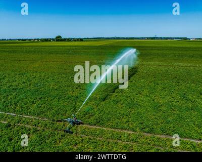 Bewässerungssystem, das an einem sonnigen Tag ein üppiges grünes Feld bewässert Stockfoto