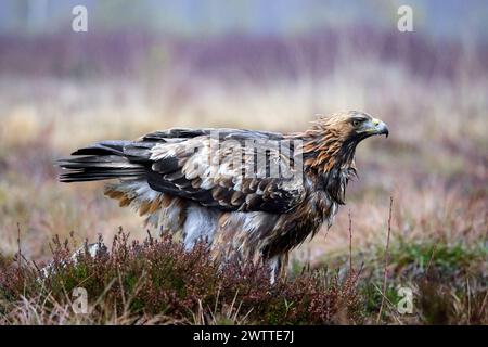 Europäischer Goldadler (Aquila chrysaetos chrysaetos chrysaetos) im Moor / Heideland im Regen im Winter Stockfoto