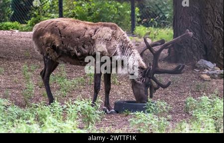 Rentiere essen an einem Sommertag im Como Park Zoo and Conservatory in St. Paul, Minnesota, USA. Stockfoto