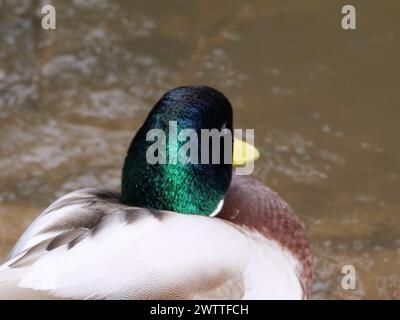 Stockente Stockfoto