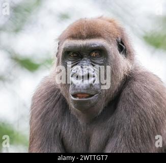 Nahaufnahme eines Silberrückengorillas an einem Sommertag im Como Park Zoo and Conservatory in St. Paul, Minnesota, USA. Stockfoto