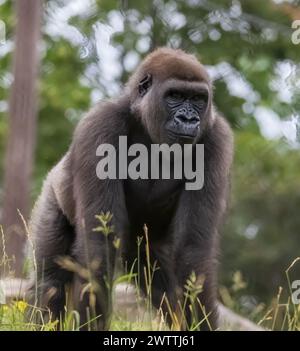 Riesiger Silberrücken-Gorilla an einem Sommertag im Como Park Zoo and Conservatory in St. Paul, Minnesota, USA. Stockfoto