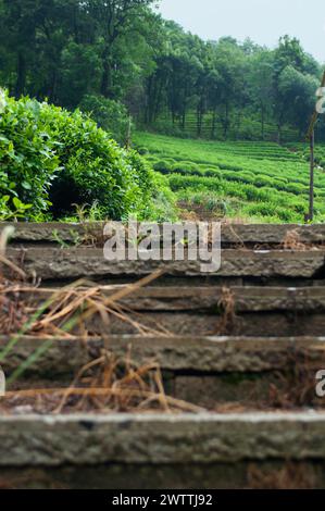 Schritte in Richtung Teefelder am Berg im Dorf Longjing Stockfoto