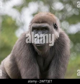 Nahaufnahme eines Silberrückengorillas an einem Sommertag im Como Park Zoo and Conservatory in St. Paul, Minnesota, USA. Stockfoto