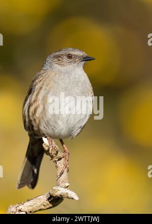 Ein Dunnock (Prunella modularis) in der Frühlingssonne, Suffolk Stockfoto