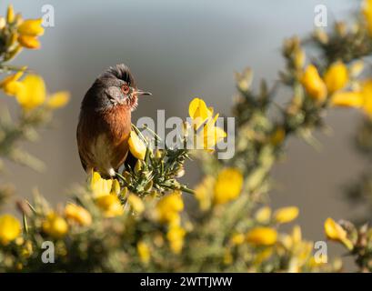 Männlicher Dartford Warbler (Sylvia undata) auf dem Ginsterstrauch, Suffolk Stockfoto