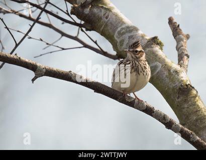 Holzlarke (Lullula arborea) im Baum, Suffolk Stockfoto