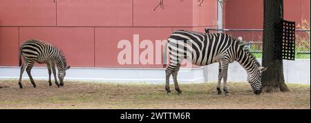 Das Zebrafohlen und die Mutter in ihrem Stall an einem Sommertag im Como Park Zoo and Conservatory in St. Paul, Minnesota, USA. Stockfoto