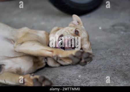 Indonesischer Mischlingerhund liegt auf dem Boden und bittet darum, damit zu spielen. Stockfoto