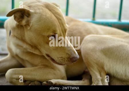 Indonesischer brauner Mischlingshund liegt auf dem Boden. Stockfoto