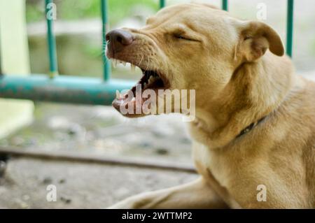 Indonesischer brauner Mischlingshund liegt auf dem Boden und gähnt. Stockfoto