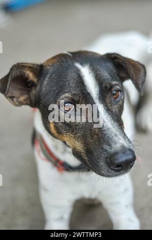 Indonesischer Mischlingshund liegt auf dem Boden und vor der Kamera. Stockfoto