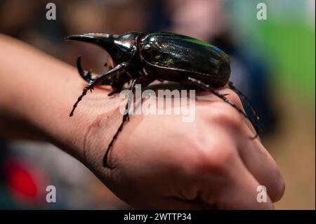 Brauner Nashornkäfer (Xylotrupes gideon) am Arthropoden-Workshop, der vom Entomologen und Umweltverteiler Sergi Romeu Valles am geleitet wurde Stockfoto