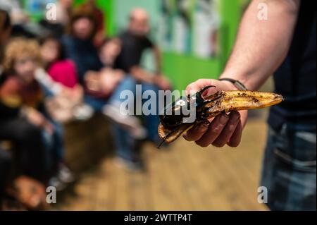 Brauner Nashornkäfer (Xylotrupes gideon) am Arthropoden-Workshop, der vom Entomologen und Umweltverteiler Sergi Romeu Valles am geleitet wurde Stockfoto