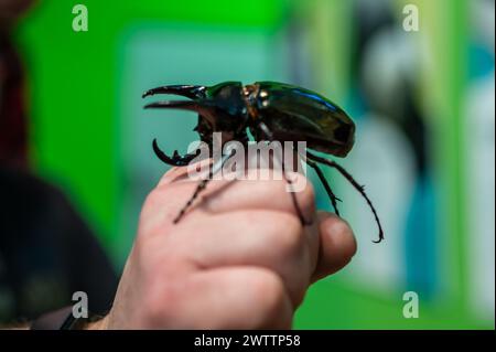 Brauner Nashornkäfer (Xylotrupes gideon) am Arthropoden-Workshop, der vom Entomologen und Umweltverteiler Sergi Romeu Valles am geleitet wurde Stockfoto