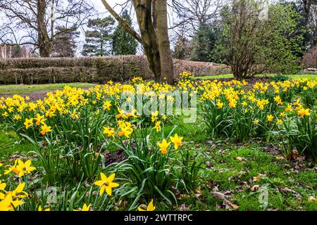 Narzissen blühen im Worden Park, Leyland. Stockfoto