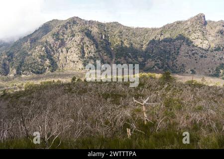 Nationalpark Vesuv. Auf dem aktiven Vulkan Vesuv, südöstlich von Neapel. Italien Stockfoto