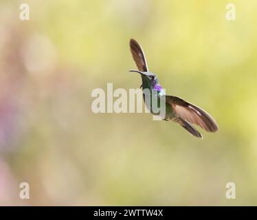 Großaufnahme männlicher Violet-Ohr Kolibri fliegt mit weichem grünem Hintergrund Stockfoto