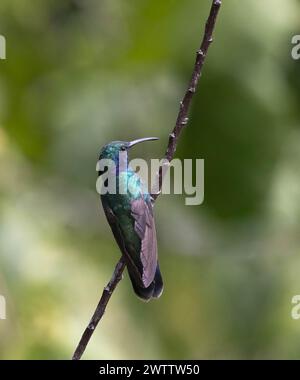 Großaufnahme männlicher Violet-Ohr Kolibri auf einem Ast mit grünem Hintergrund Stockfoto