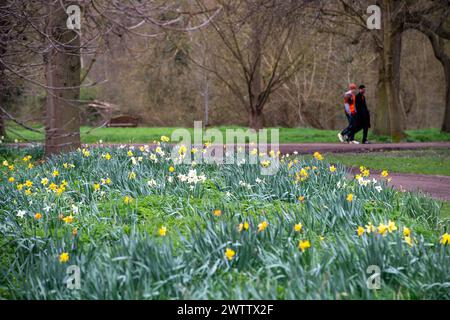 Eton, Windsor, Großbritannien. März 2024. Pretty Spring Narzissen in Eton, Windsor, Berkshire, vor dem Frühlings-Equinox morgen. Quelle: Maureen McLean/Alamy Live News Stockfoto