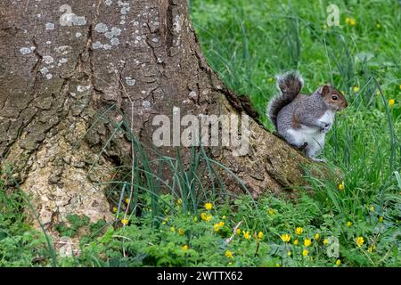 Eton, Windsor, Großbritannien. März 2024. Ein klobiges Eichhörnchen ruht an einem milden Tag auf einem Baum in Eton, Windsor, Berkshire. Quelle: Maureen McLean/Alamy Live News Stockfoto