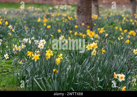 Eton, Windsor, Großbritannien. März 2024. Pretty Spring Narzissen in Eton, Windsor, Berkshire, vor dem Frühlings-Equinox morgen. Quelle: Maureen McLean/Alamy Live News Stockfoto