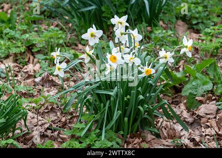 Eton, Windsor, Großbritannien. März 2024. Pretty Spring Narzissen in Eton, Windsor, Berkshire, vor dem Frühlings-Equinox morgen. Quelle: Maureen McLean/Alamy Live News Stockfoto