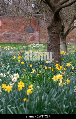 Eton, Windsor, Großbritannien. März 2024. Pretty Spring Narzissen in Eton, Windsor, Berkshire, vor dem Frühlings-Equinox morgen. Quelle: Maureen McLean/Alamy Live News Stockfoto