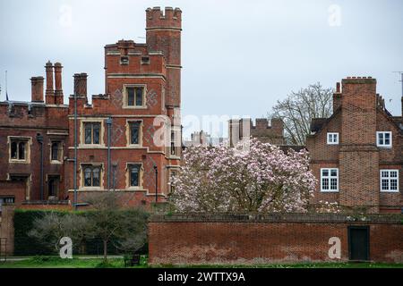 Eton, Windsor, Großbritannien. März 2024. Auf dem Gelände des Eton College, Eton, Windsor, Berkshire, blüht eine hübsche Magnolie vor der Frühlingskunst morgen. Quelle: Maureen McLean/Alamy Live News Stockfoto