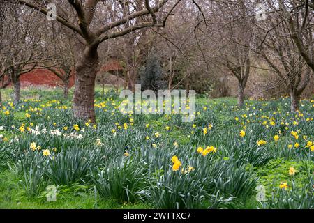 Eton, Windsor, Großbritannien. März 2024. Pretty Spring Narzissen in Eton, Windsor, Berkshire, vor dem Frühlings-Equinox morgen. Quelle: Maureen McLean/Alamy Live News Stockfoto