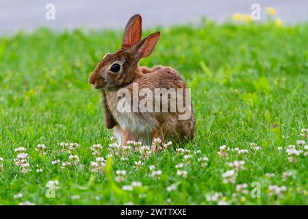 Ein wildes Kaninchen, das auf Gras und kleinen Blumen weidet. Stockfoto