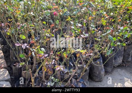 Rosenblüten Pflanzen im Garten Stockfoto