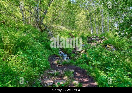 Kleiner Bach entlang des Wanderweges zum spektakulären Wasserfall der Sieben Schwestern durch tiefgrünen Wald entlang des Geirangerfjords in Norwegen bei einer Sonne Stockfoto